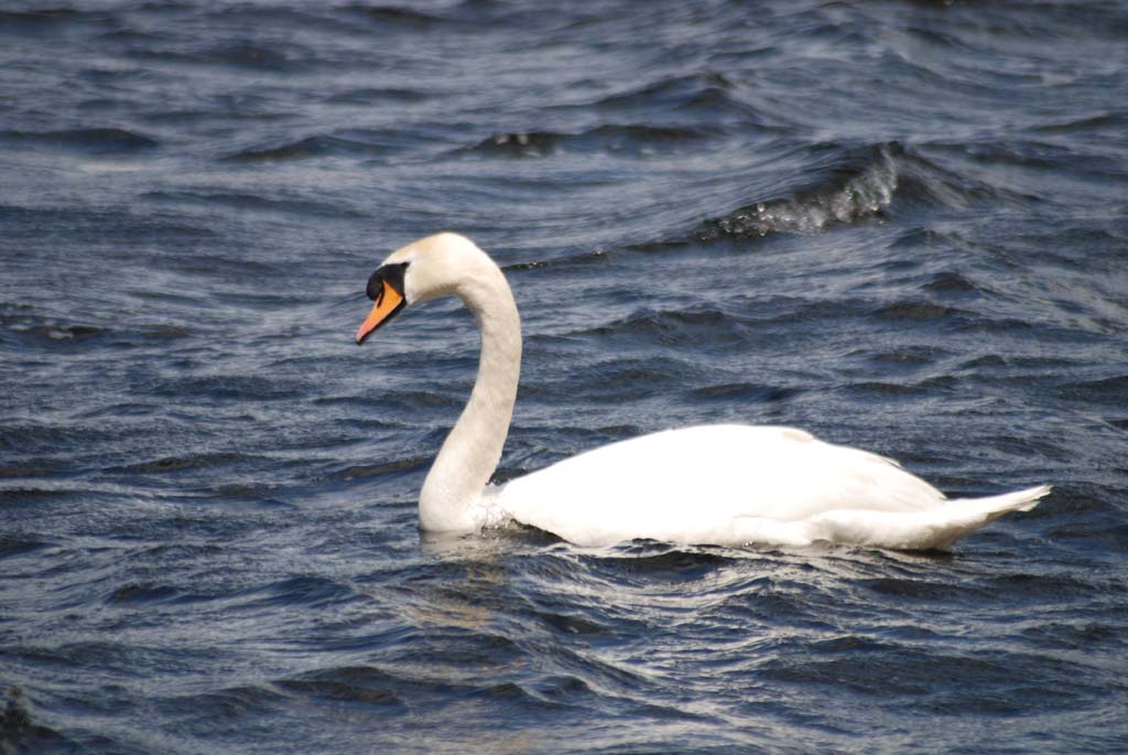 The Lough Mask Villa
