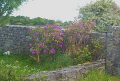 Ireland_House_Nature_Flowers.jpg