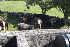 Ireland_House_Nature_Neighbor_Cows_2.jpg
