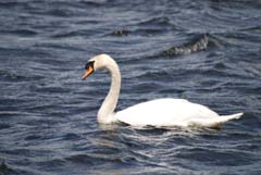 Ireland_House_Nature_Swan.jpg